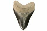 Serrated, Fossil Megalodon Tooth - Georgia #78205-2